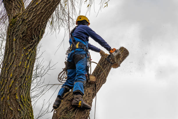 Tree Health Inspection in Viera East, FL